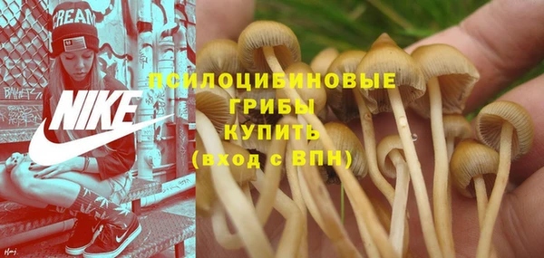apvp Алзамай